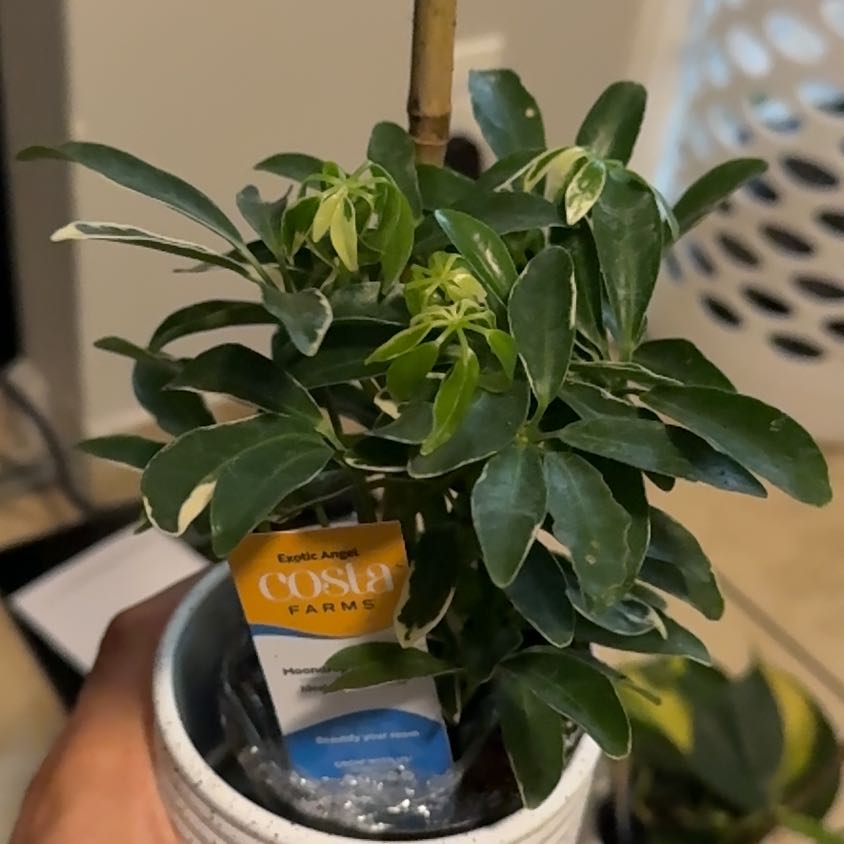 Photo of the plant species Moondrop Dwarf Umberlla Tree by @GoldAchiote82 named Mochi on Greg, the plant care app