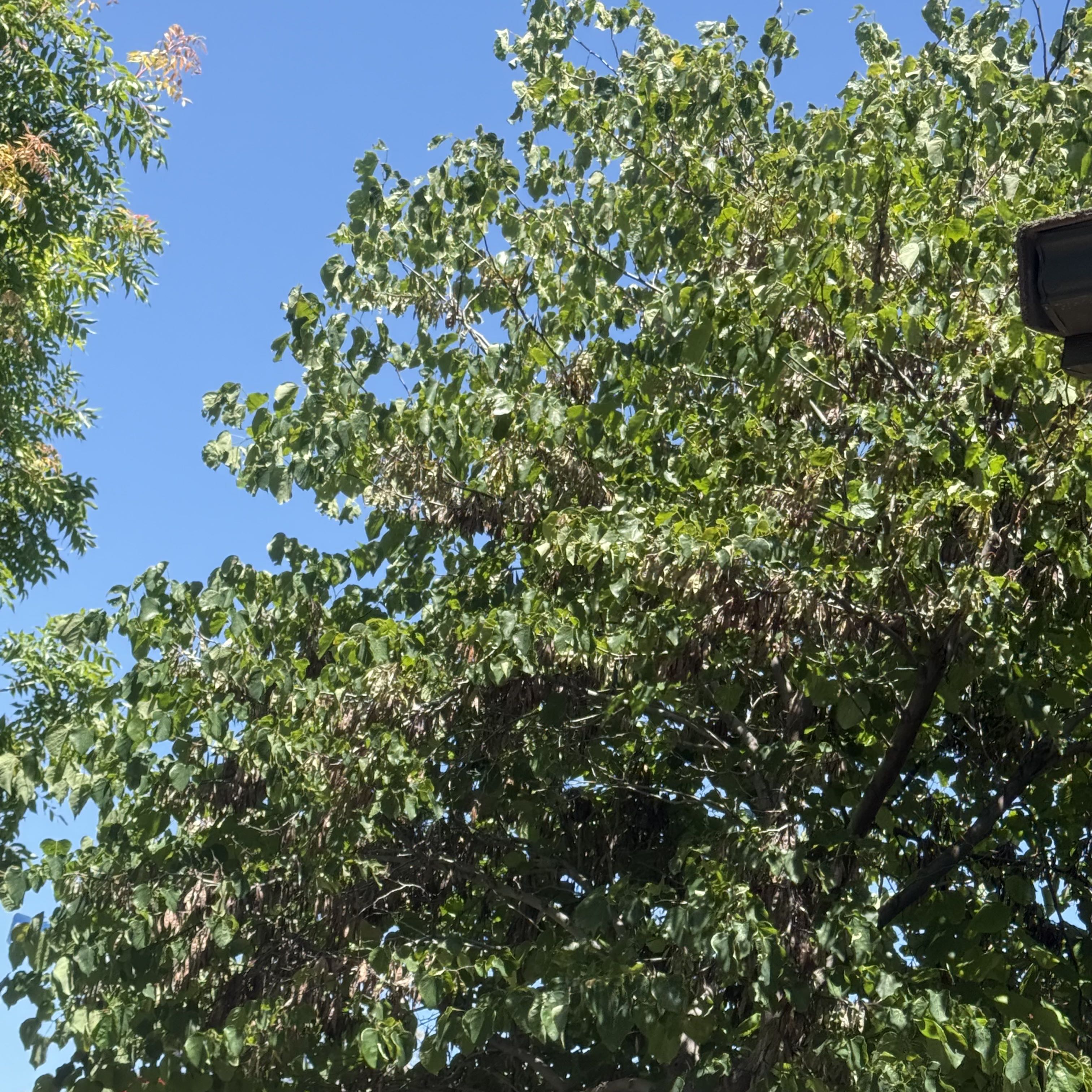 Photo of the plant species Mountain Paper Birch by @ResoluteWildyam named Marilyn on Greg, the plant care app