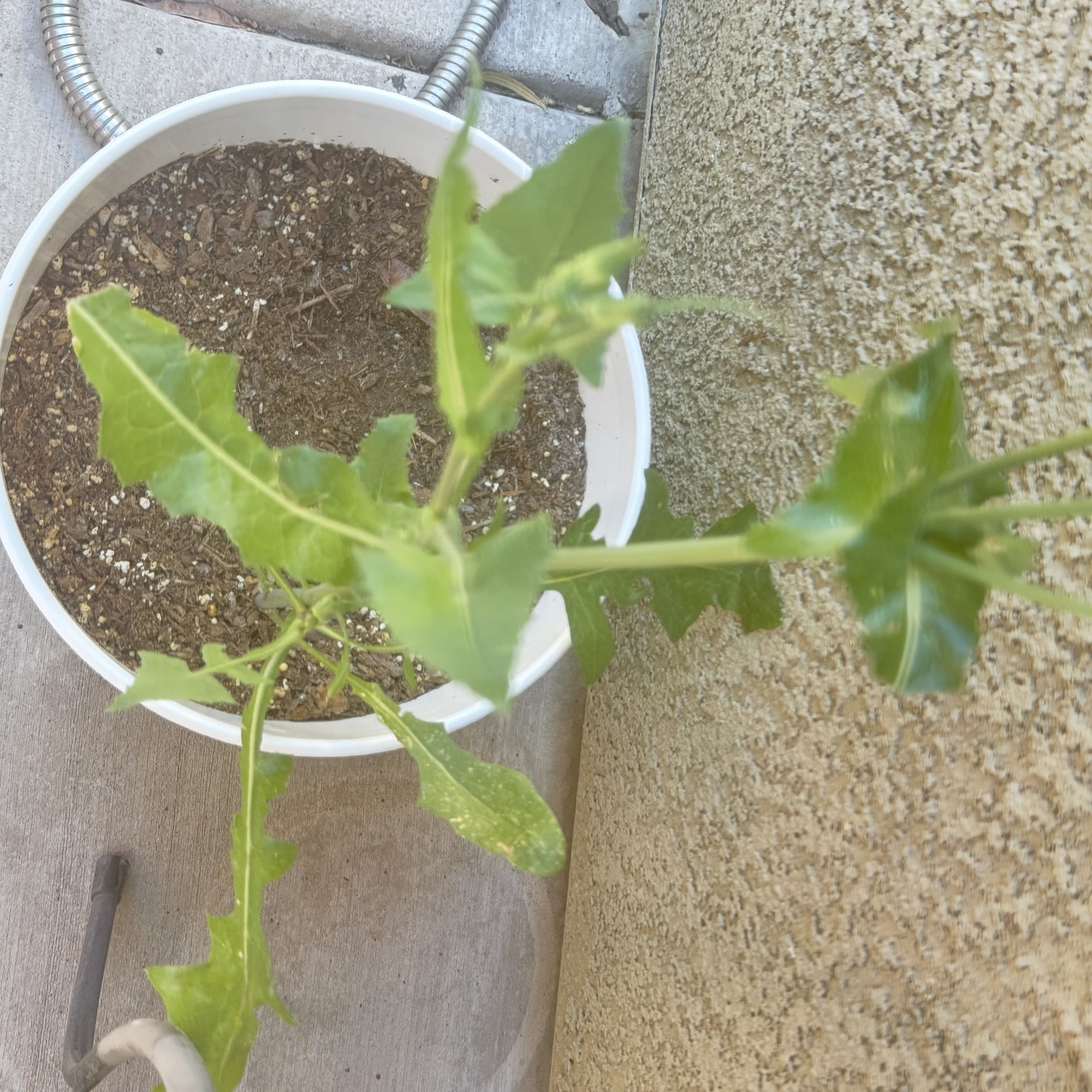 Photo of the plant species Marvel of Peru by @ResoluteWildyam named Walt on Greg, the plant care app