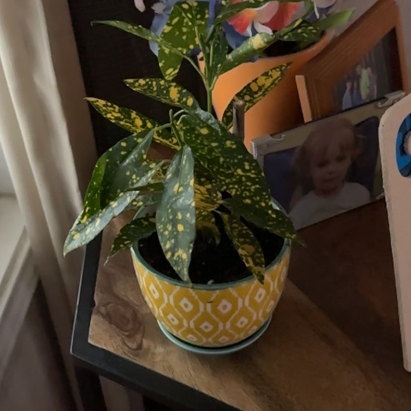 Spike Leaves