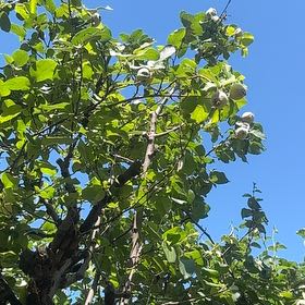 Photo of the plant species Sea Hibiscus by Abby named Muhammad Ali on Greg, the plant care app
