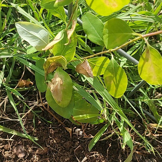 Photo of the plant species Major Wheeler Honeysuckle by @IndubitableRye named Delilah on Greg, the plant care app