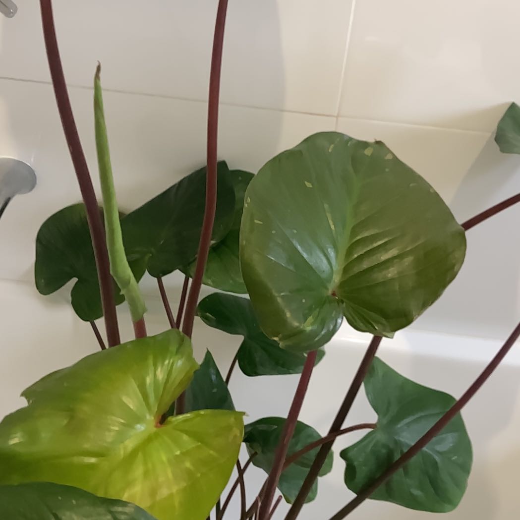 Photo of the plant species Homalomena truncata by @TutorBlinks35 named Elle on Greg, the plant care app