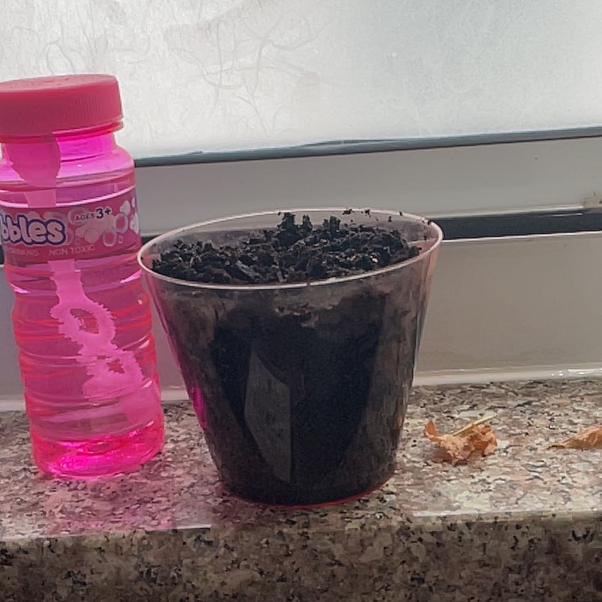 Photo of the plant species Dark Red Kidney Beans by @AvellaSis named Slither 2.0 on Greg, the plant care app