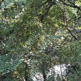 Photo of the plant species Tipa by @WinninglyAnahaw named Bigleef Smalls on Greg, the plant care app