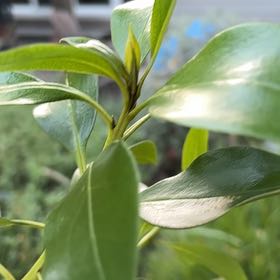 Photo of the plant species Mousehole Tree by @WinninglyAnahaw named Doja Cat on Greg, the plant care app