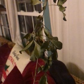 Photo of the plant species Chinese Perfume Plant by @YokeCocoplum1 named China perfume on Greg, the plant care app