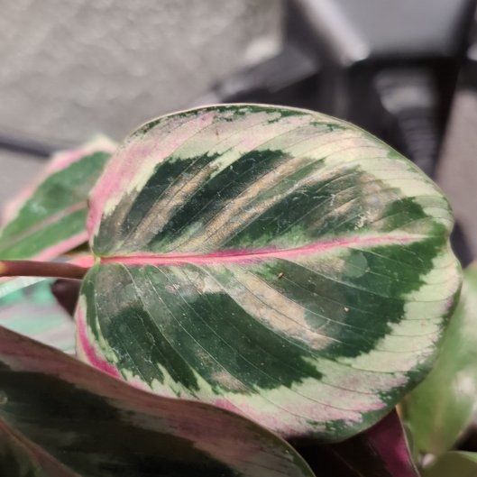 Photo of the plant species Black Rose Calathea by @MzPanDuh named Cali Rose on Greg, the plant care app