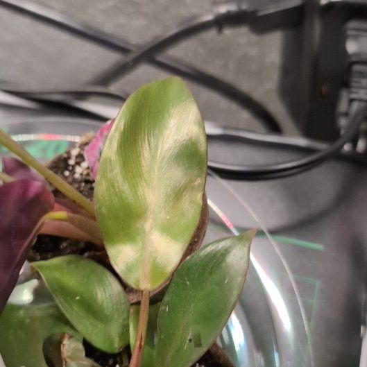 Photo of the plant species Philodendron Royal Queen by @MzPanDuh named Queen LaLeaftah on Greg, the plant care app