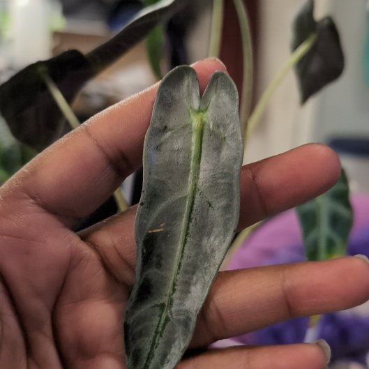 Photo of the plant species Alocasia dragons breath by @MzPanDuh named Elle on Greg, the plant care app