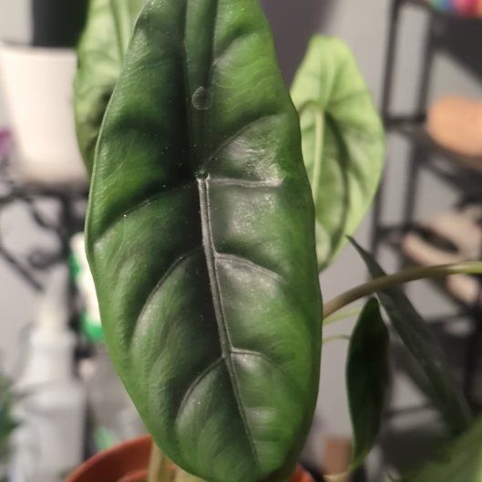 Photo of the plant species Alocasia Venusta by @MzPanDuh named Vee on Greg, the plant care app