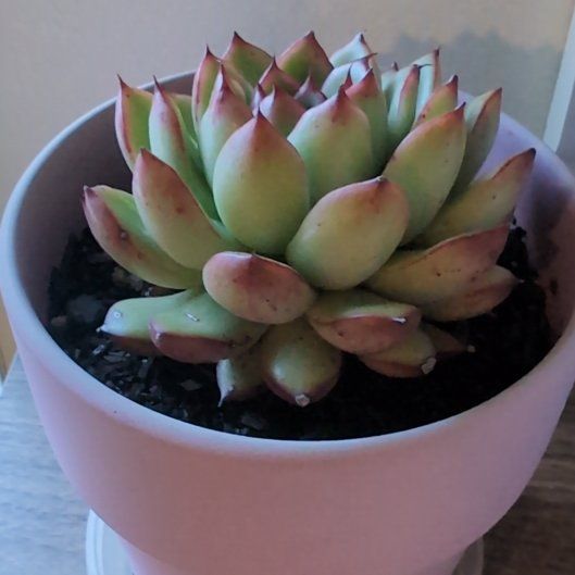 Photo of the plant species Peach Queen by @ChosenTrextoes named Clooney on Greg, the plant care app