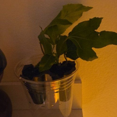 Photo of the plant species Possum Purple Passionfruit by @ChosenTrextoes named Coco on Greg, the plant care app