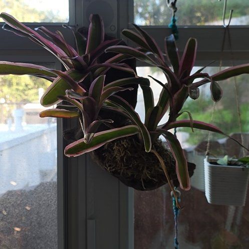 Photo of the plant species Neoregelia 'Fireball' by @ChosenTrextoes named Nemo on Greg, the plant care app