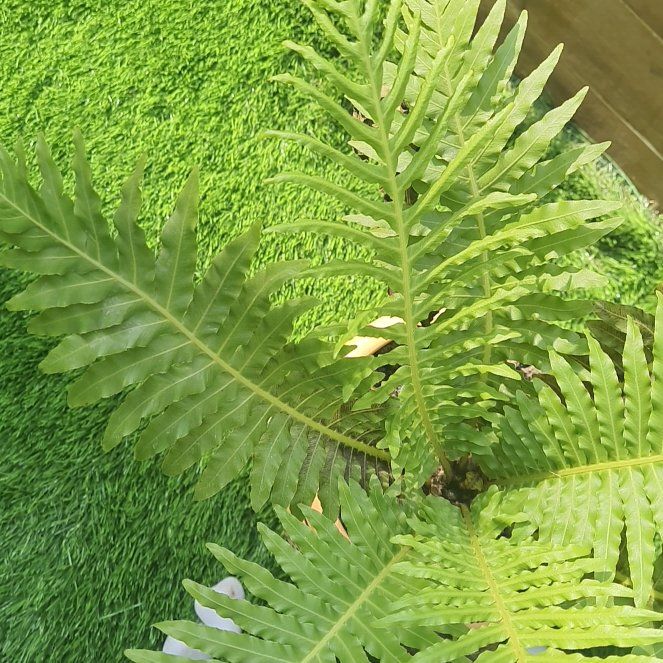 Photo of the plant species Silver Lady Fern by @YokeSchneckoak named Ronaldo on Greg, the plant care app