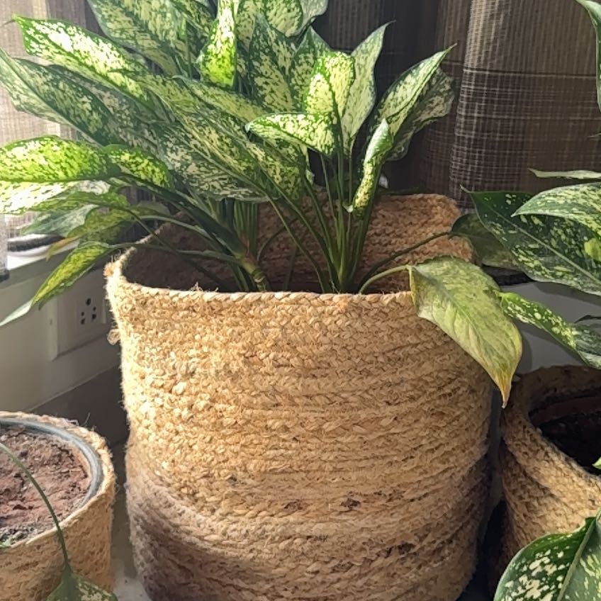 Photo of the plant species Aglaonema 'Snow White' by @WhizCaladium52 named Apollo on Greg, the plant care app