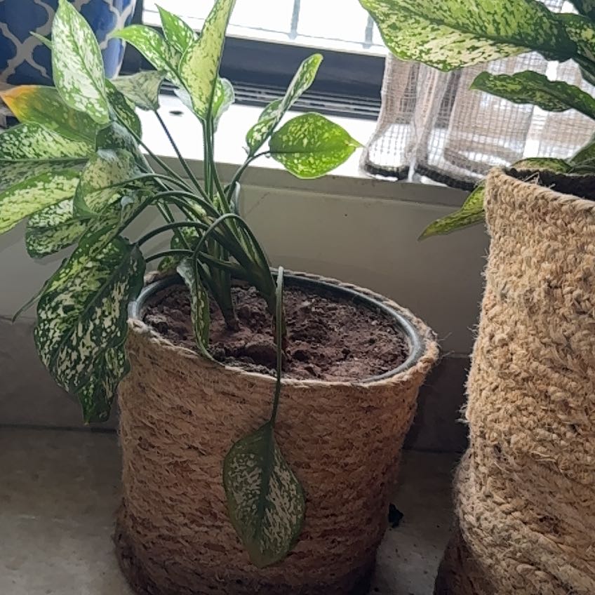 Photo of the plant species Aglaonema 'Snow White' by @WhizCaladium52 named Tupot amaroot on Greg, the plant care app