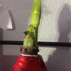 Plant care for Kohlrabi on Greg, the plant care app