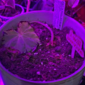Photo of the plant species Begonia Rex 'Spirit of Pemba' by @UnlimitedAnahaw named Rainier on Greg, the plant care app