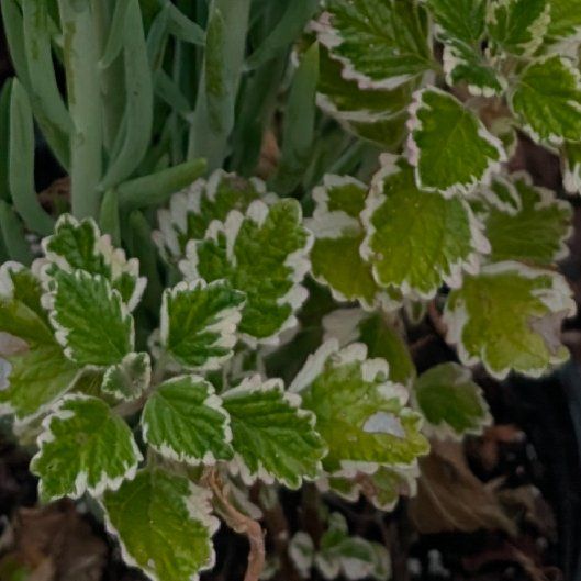 Photo of the plant species Variegated Swedish Ivy by @FunRoselle71 named Plato on Greg, the plant care app