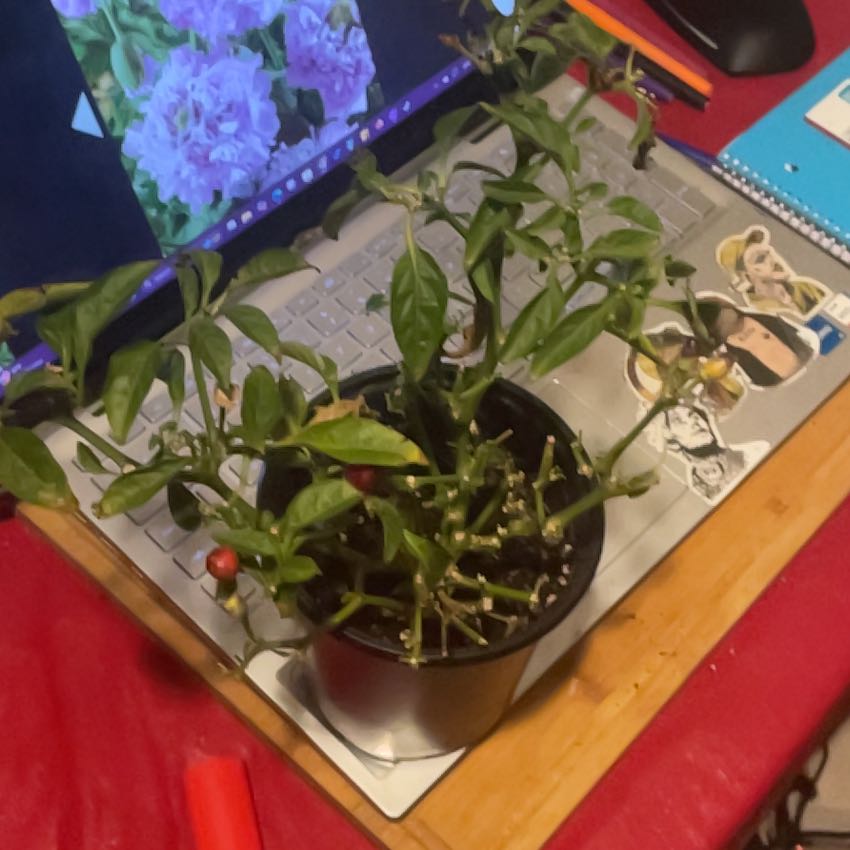 Photo of the plant species Hot Pops Yellow Ornamental Pepper by @YardGraptosedum named LiloStitch on Greg, the plant care app