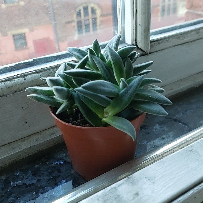 Photo of the plant species Crassula 'Boomerang' by @AlertEndive0 named Peter Parker on Greg, the plant care app