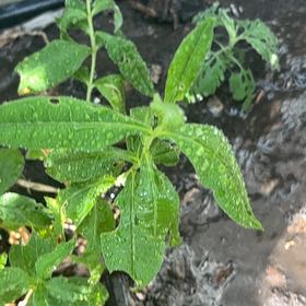 Photo of the plant species Alligatorweed by @FacilelyOmnom named Marley on Greg, the plant care app