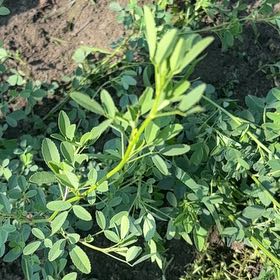 Photo of the plant species Bokhara Clover by @FacilelyOmnom named Huckleberry Fern on Greg, the plant care app