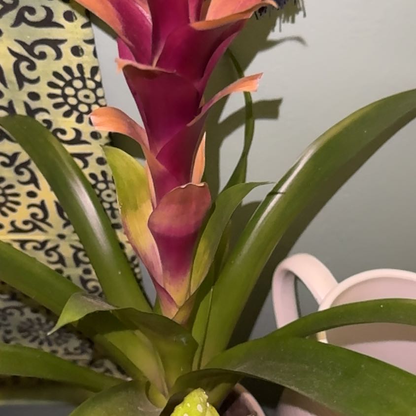 Photo of the plant species Scarlet Star by @PoshOakmazegill named Harper on Greg, the plant care app