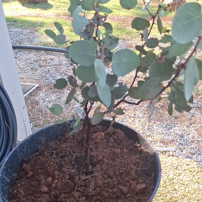 Photo of the plant species Whiteleaf Manzanita by @betterzack named ChloroPhil on Greg, the plant care app