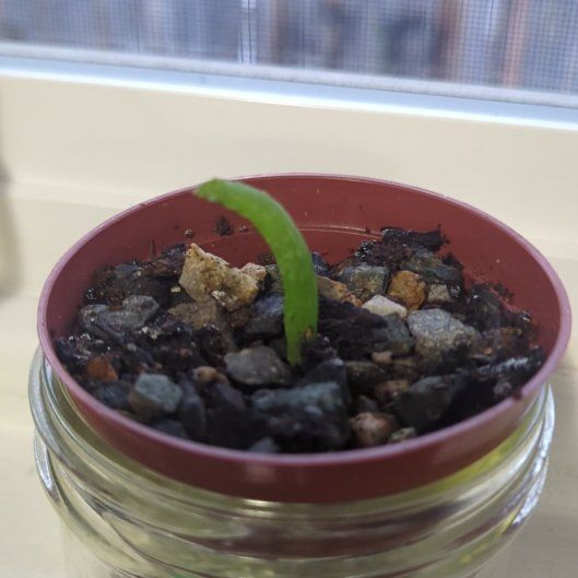 Photo of the plant species Aloe by @RealSucculents named Messi on Greg, the plant care app