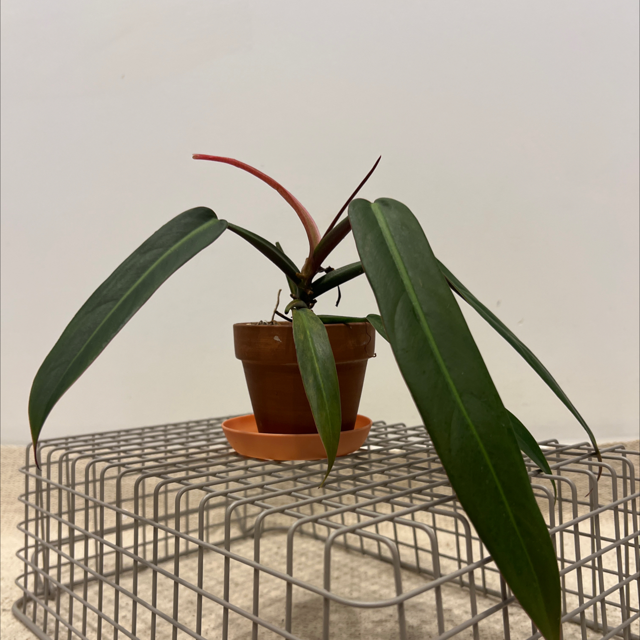 Photo of the plant species Philodendron bicolor by @terrainvague named Walt on Greg, the plant care app