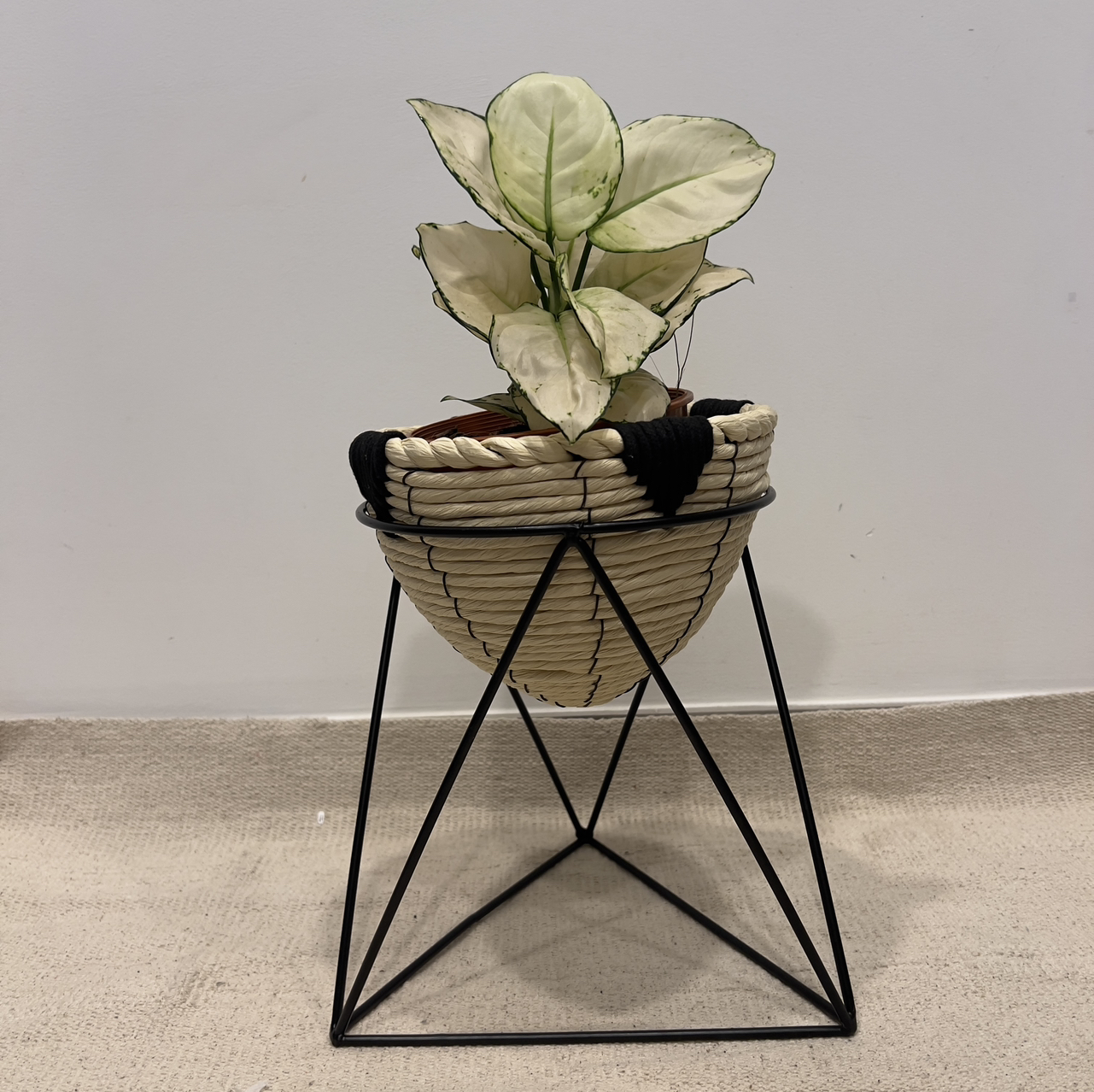 Photo of the plant species Aglaonema 'Super White' by @terrainvague named Darwin on Greg, the plant care app