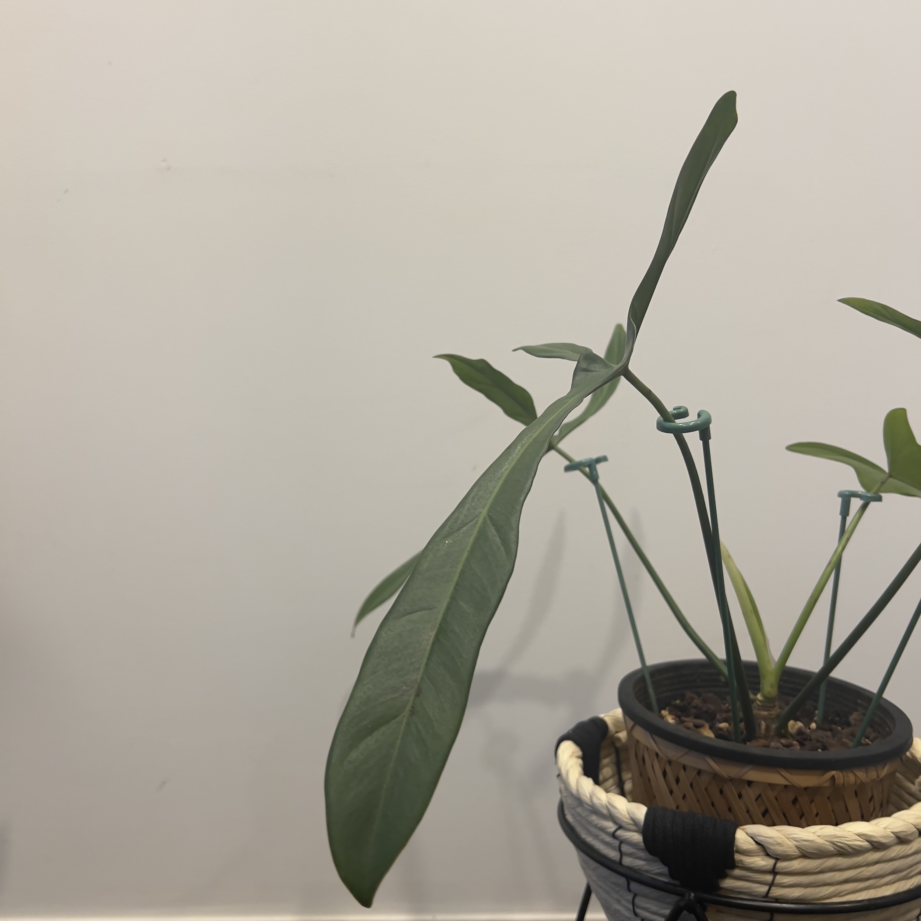 Photo of the plant species Philodendron 'Lelano Miyano' by @terrainvague named Messi on Greg, the plant care app