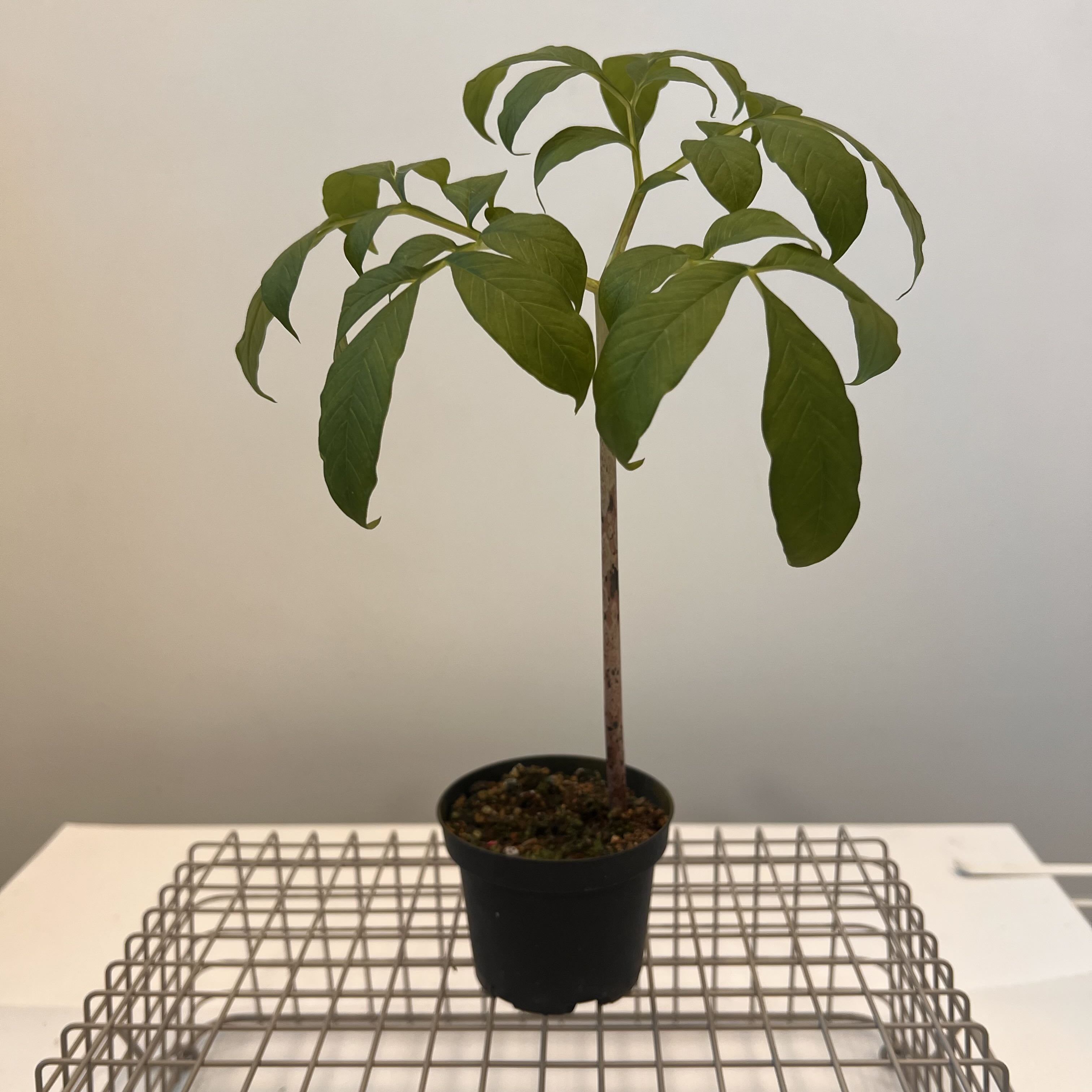 Photo of the plant species Voodoo Lily by @terrainvague named Bruce Lee on Greg, the plant care app