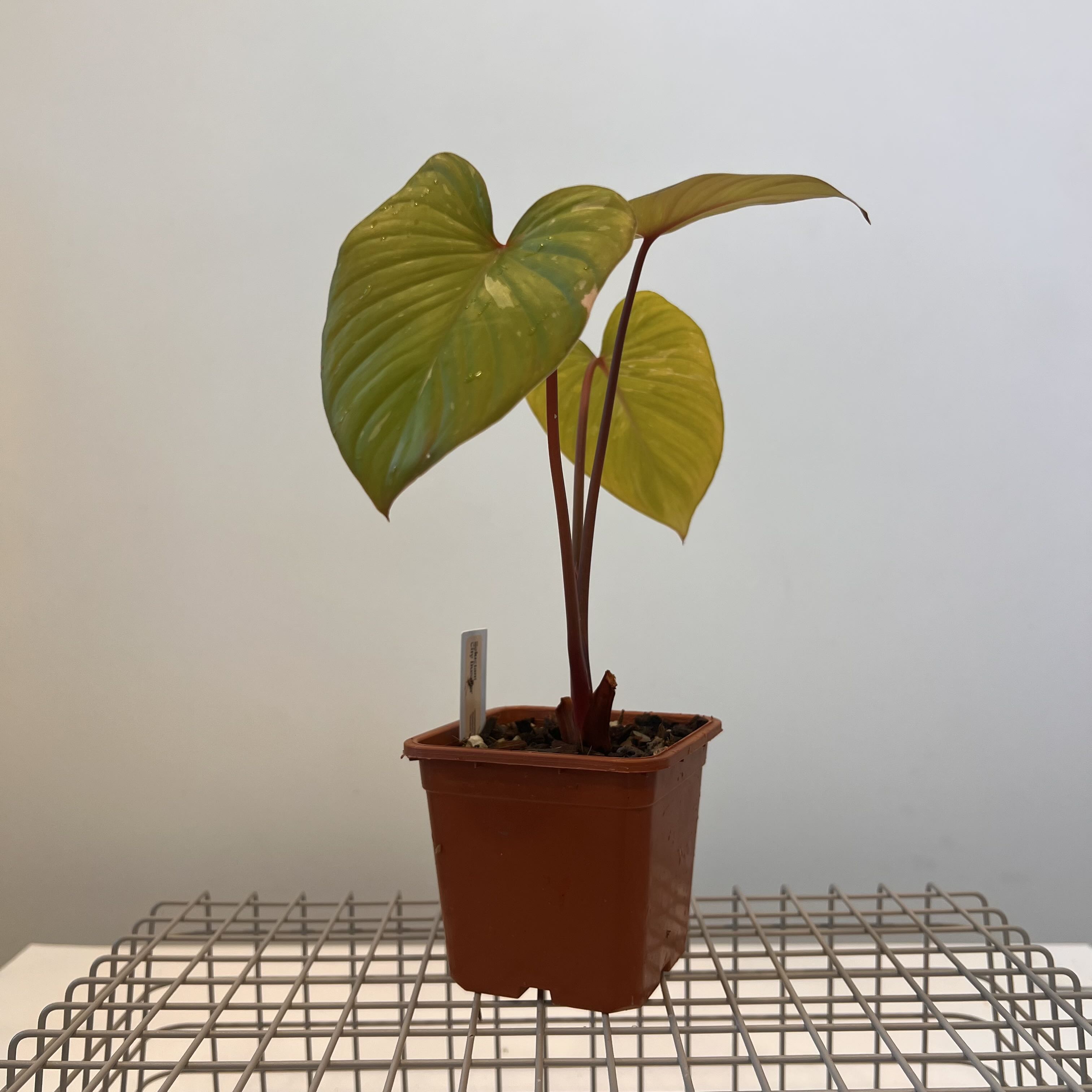Photo of the plant species Homalomena Rubescens Pink Splash by @terrainvague named Leonardo on Greg, the plant care app