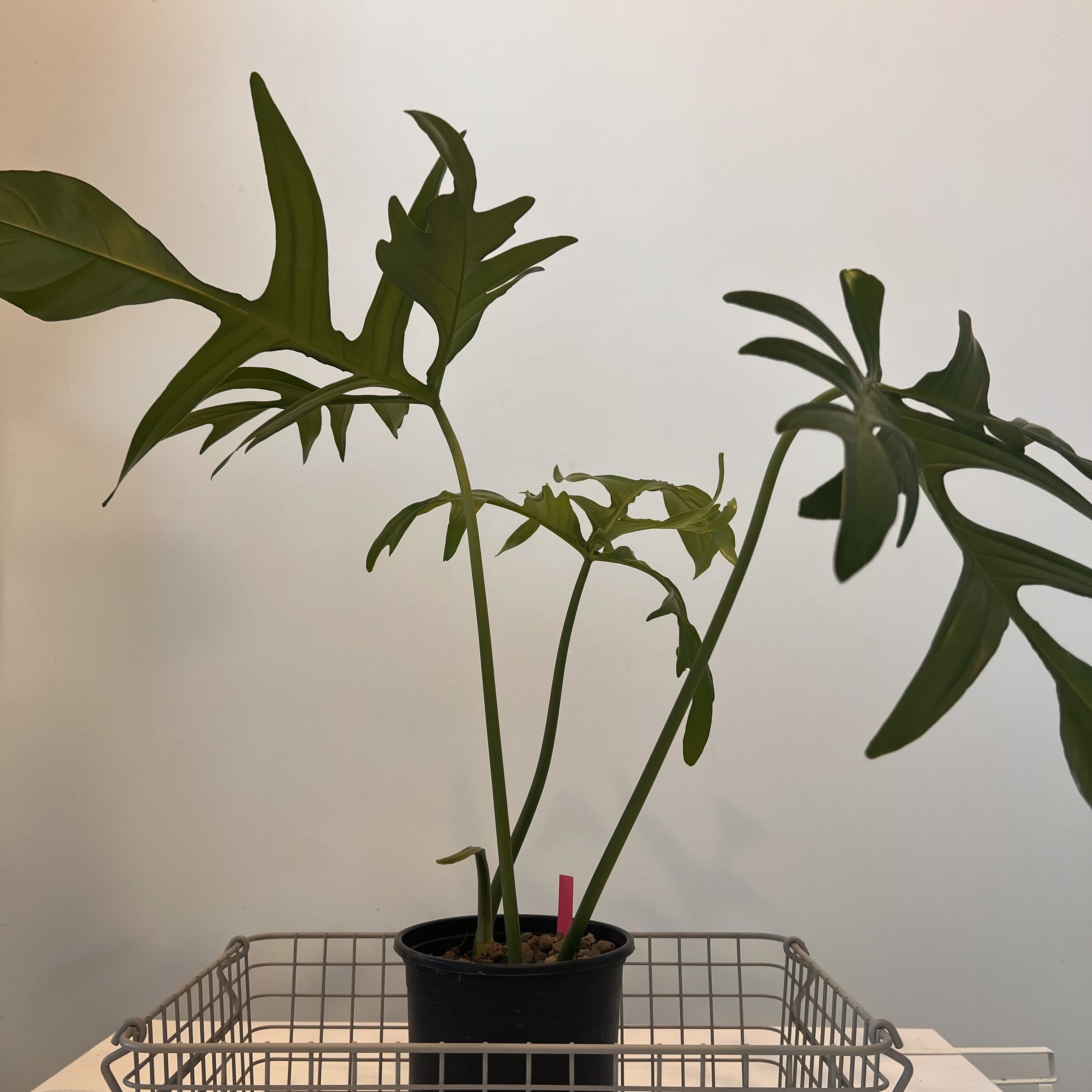 Photo of the plant species Philodendron Quercifolium by @terrainvague named Bieber on Greg, the plant care app