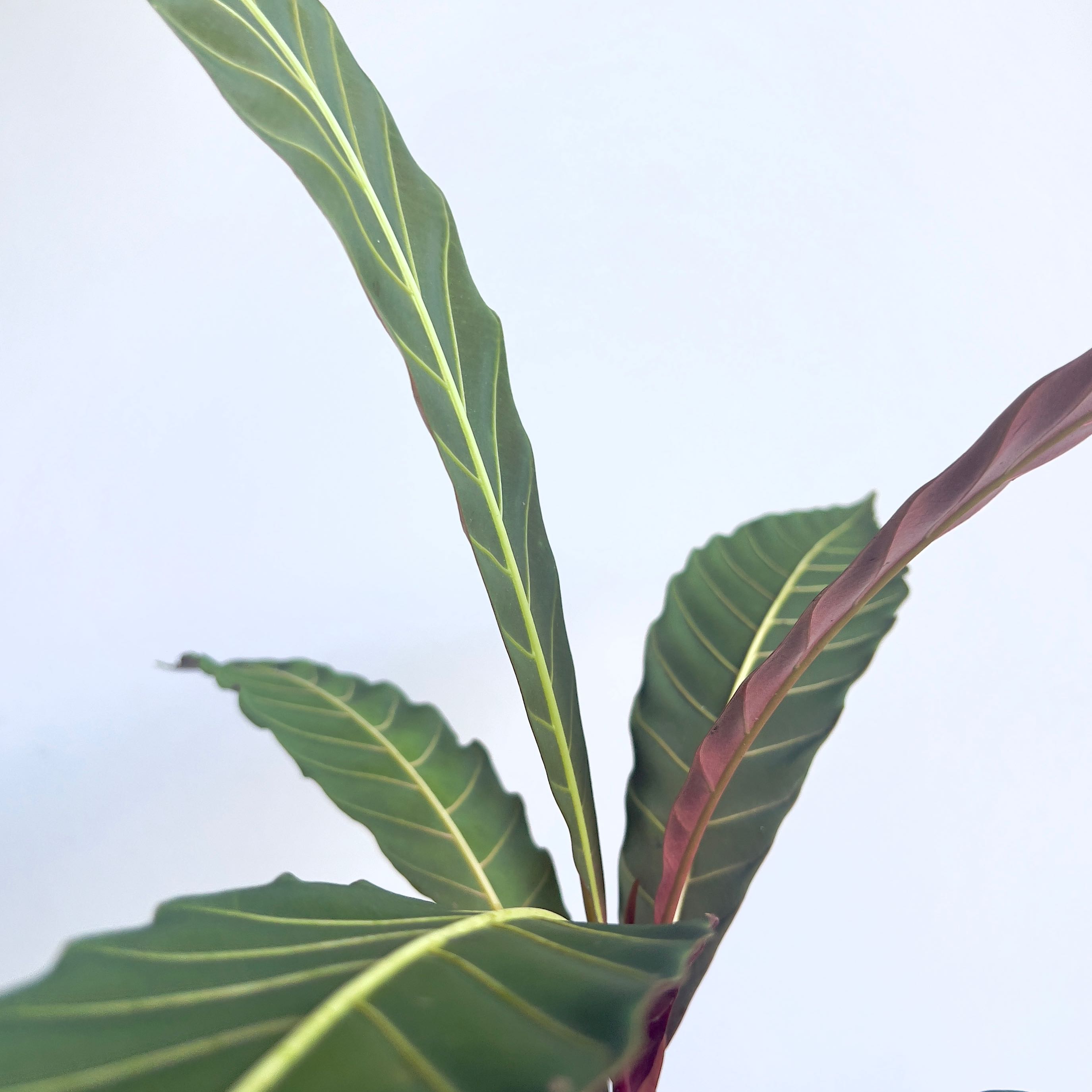 Photo of the plant species Pentagonia wendlandii by @terrainvague named Khaleesi on Greg, the plant care app