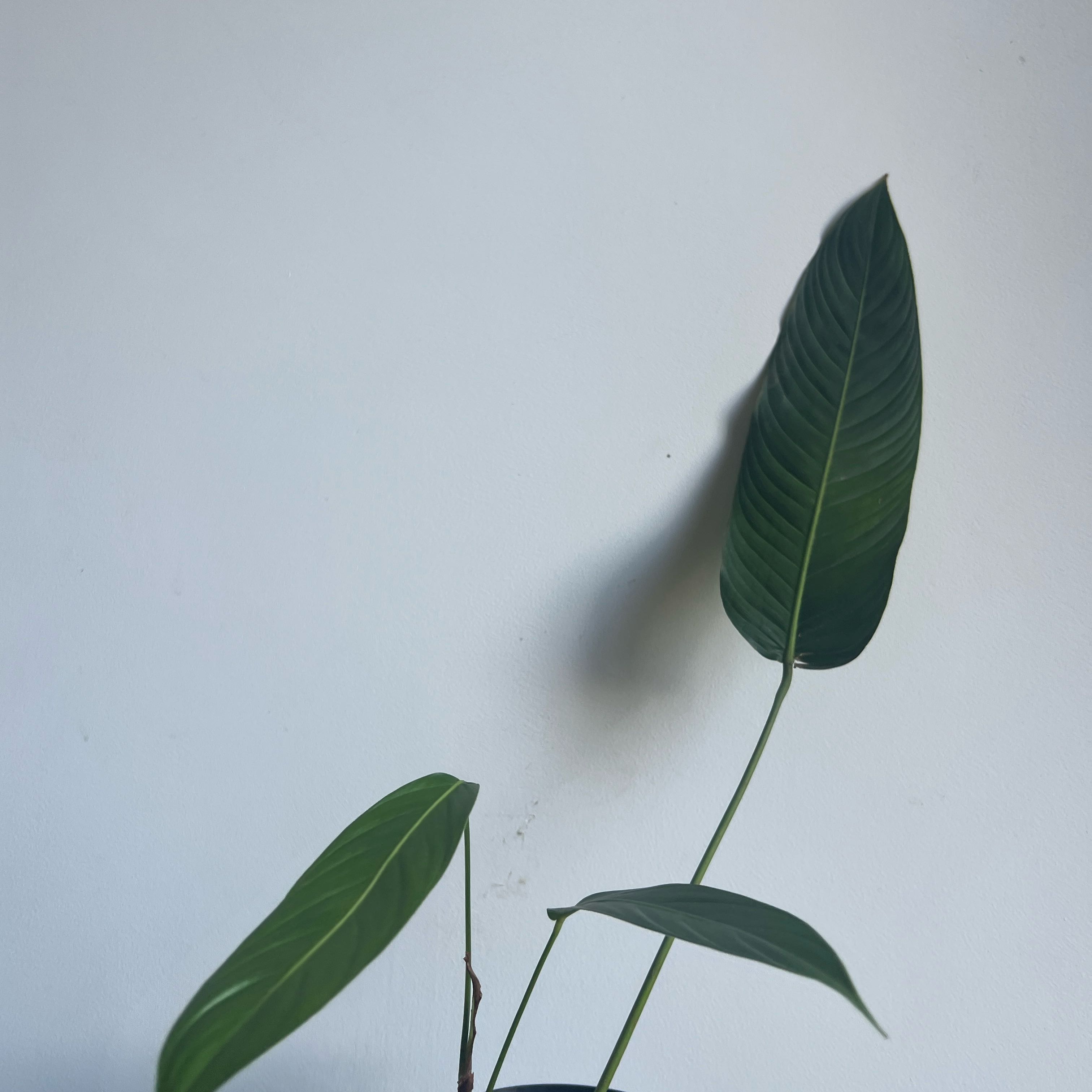 Photo of the plant species Philodendron heterocraspedon by @terrainvague named James Dean on Greg, the plant care app