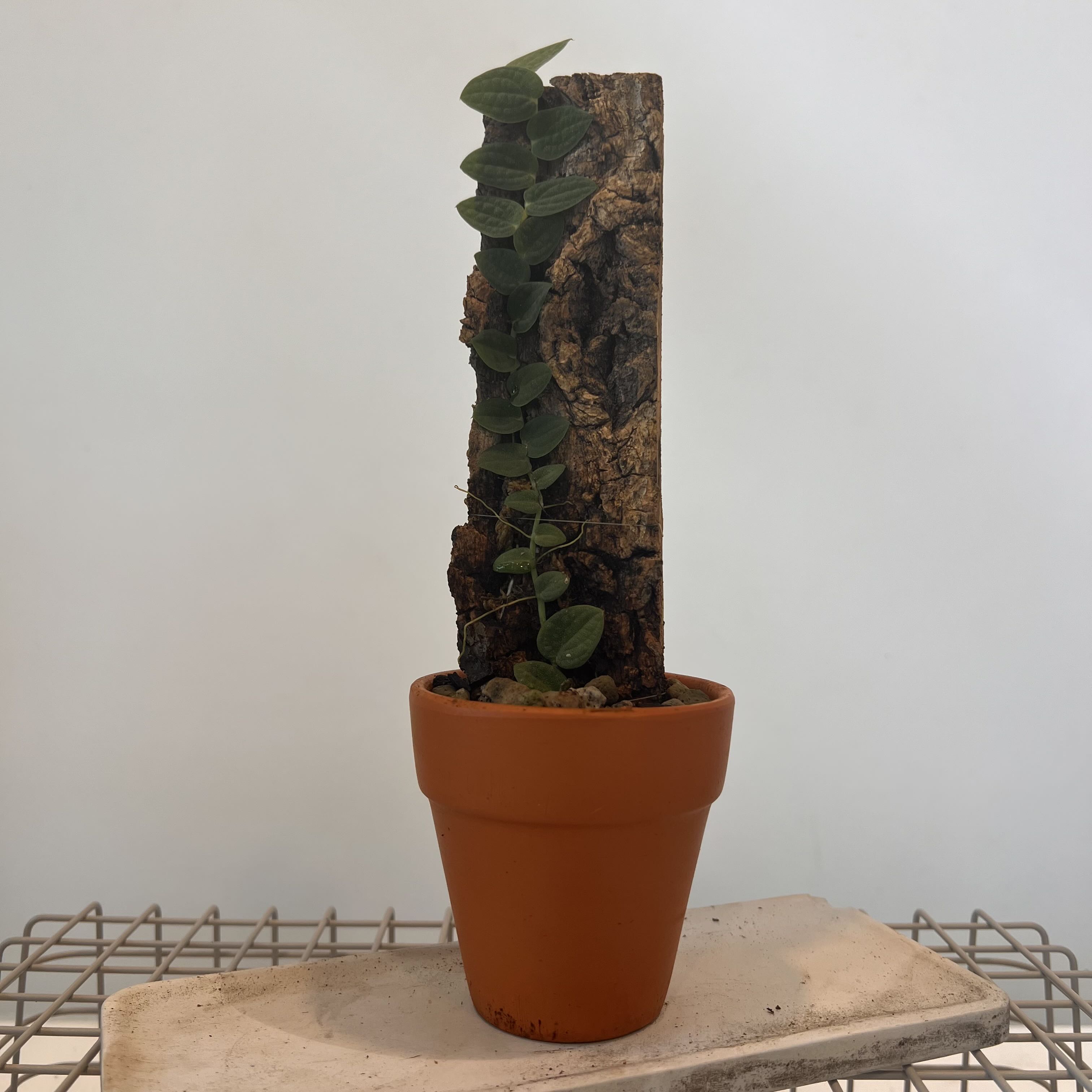 Photo of the plant species Rhaphidophora tenuis by @terrainvague named Muhammad Ali on Greg, the plant care app