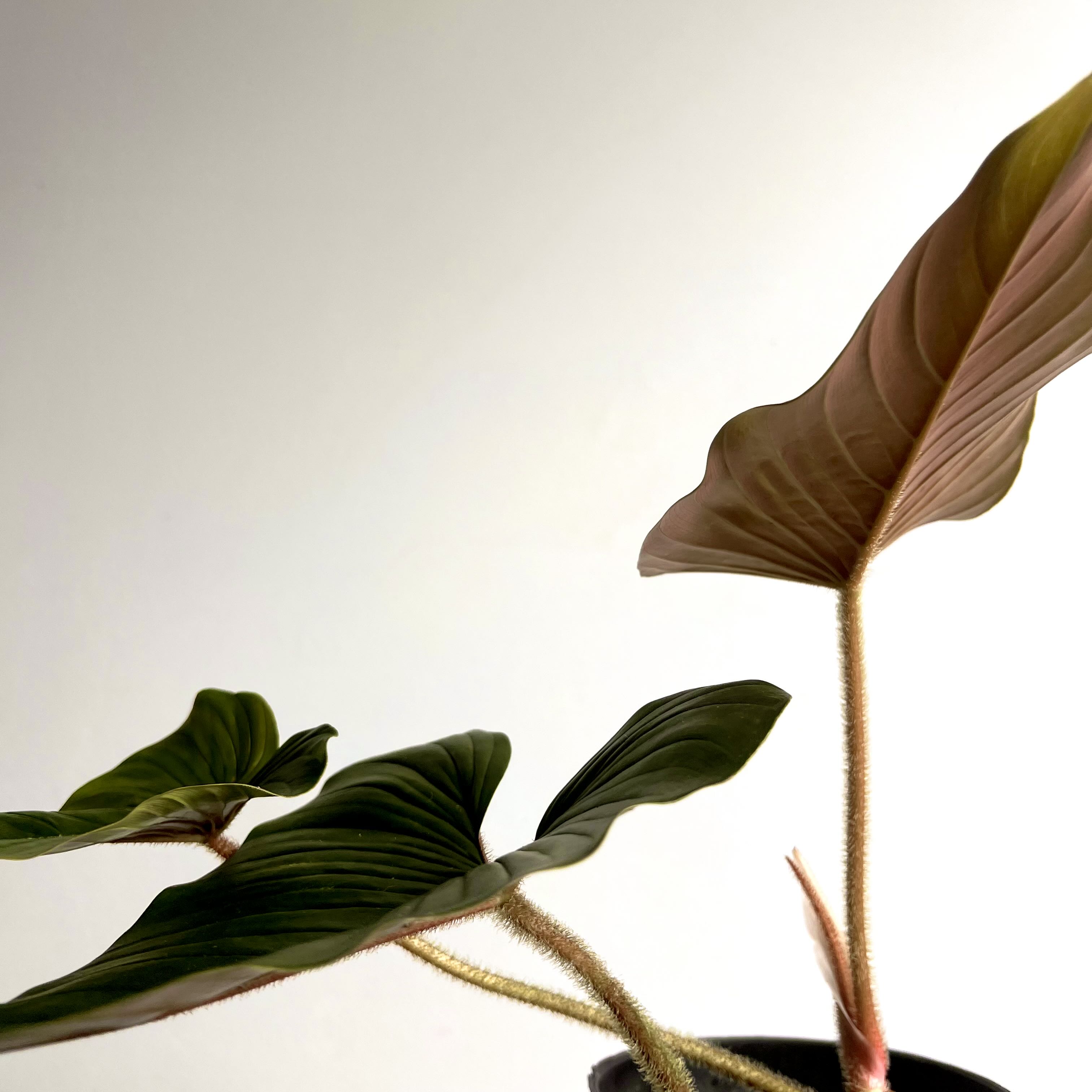 Photo of the plant species Philodendron squamicaule by @terrainvague named Princess Harry on Greg, the plant care app