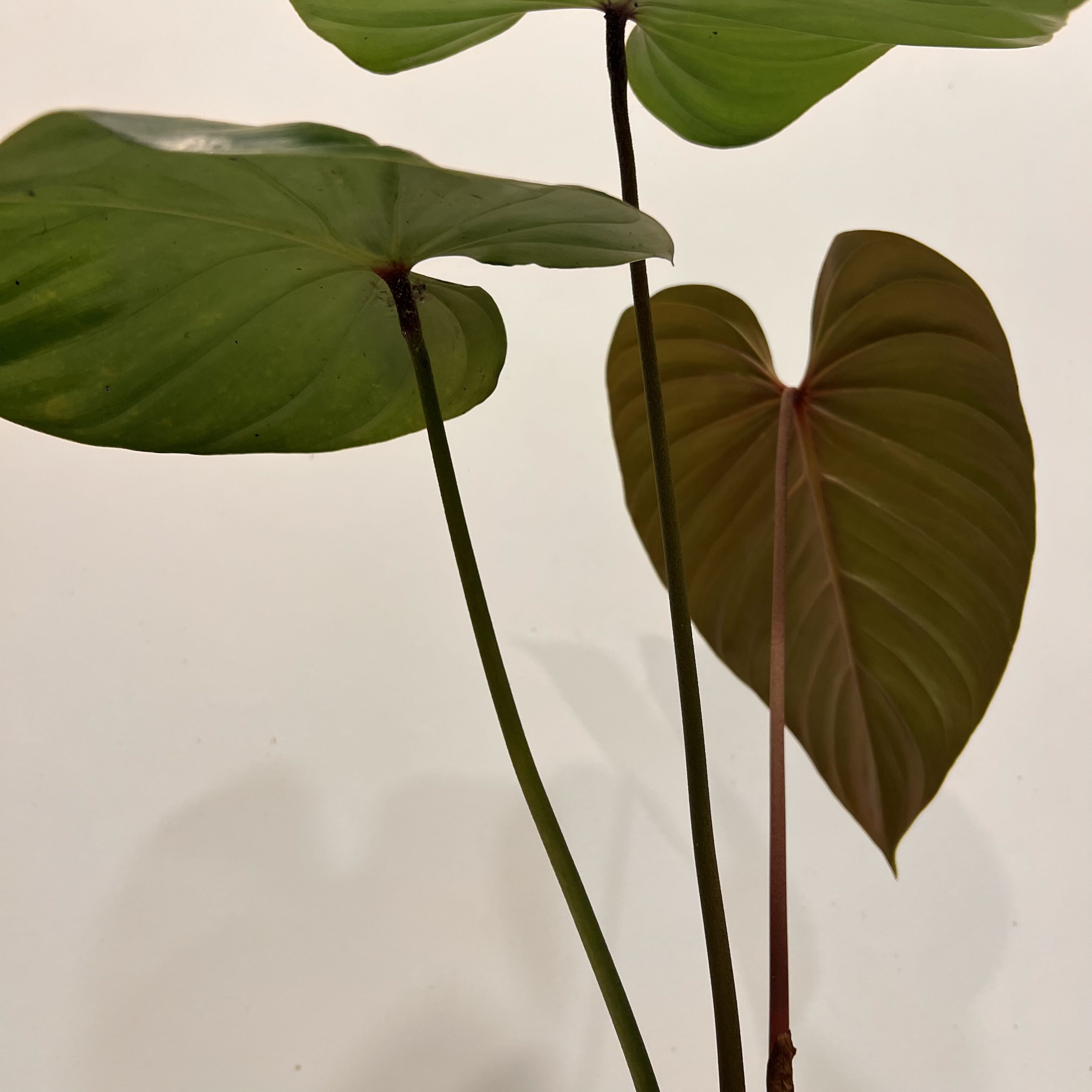 Photo of the plant species Philodendron Lynamii by @terrainvague named Lynn on Greg, the plant care app