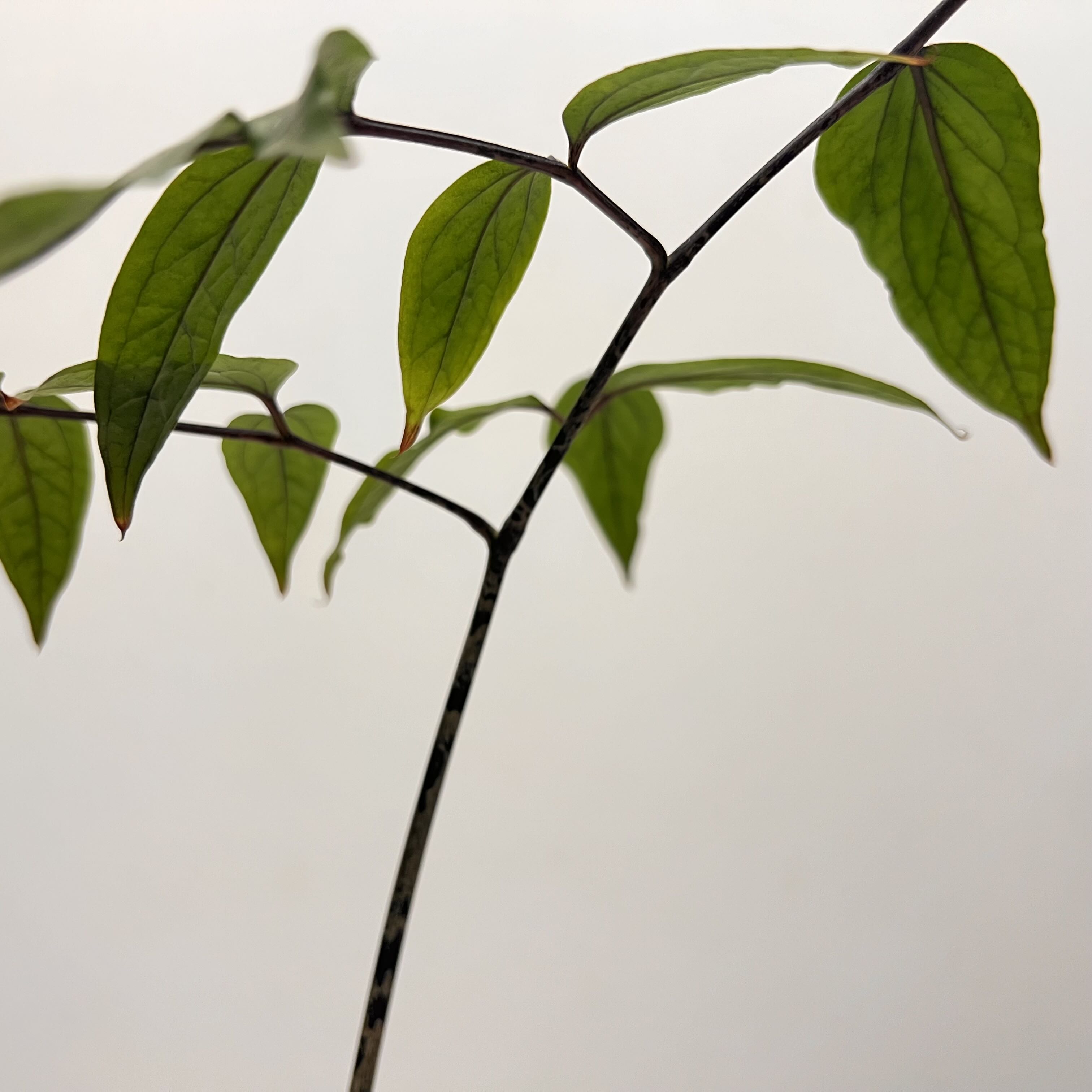 Photo of the plant species Giraffe's Knees by @terrainvague named Willow on Greg, the plant care app