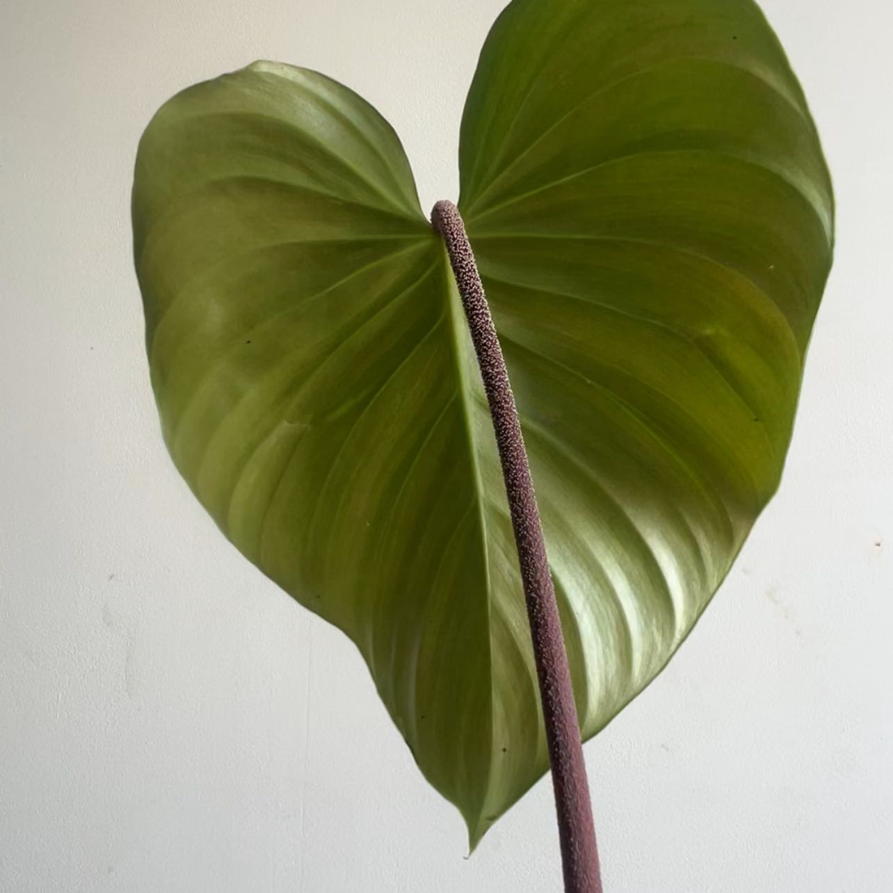 Photo of the plant species Philodendron nangaritense by @terrainvague named Cleopatra on Greg, the plant care app
