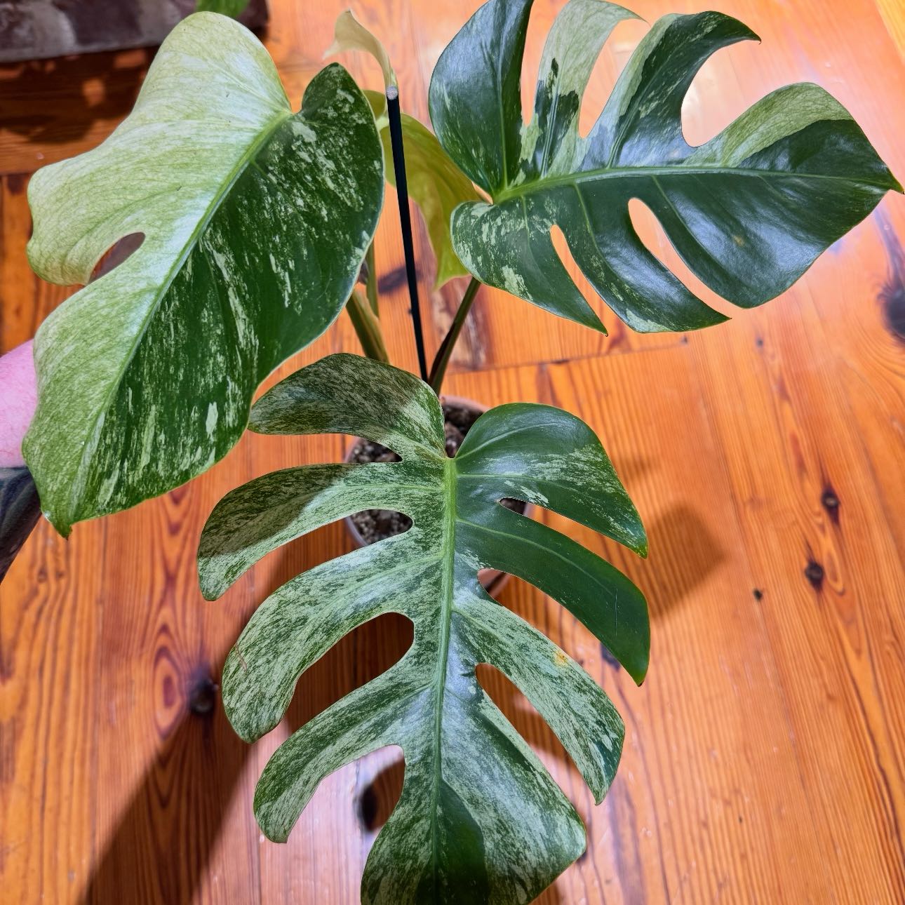 Photo of the plant species Monstera by @ondrayuhwear named Fernie Mercury on Greg, the plant care app