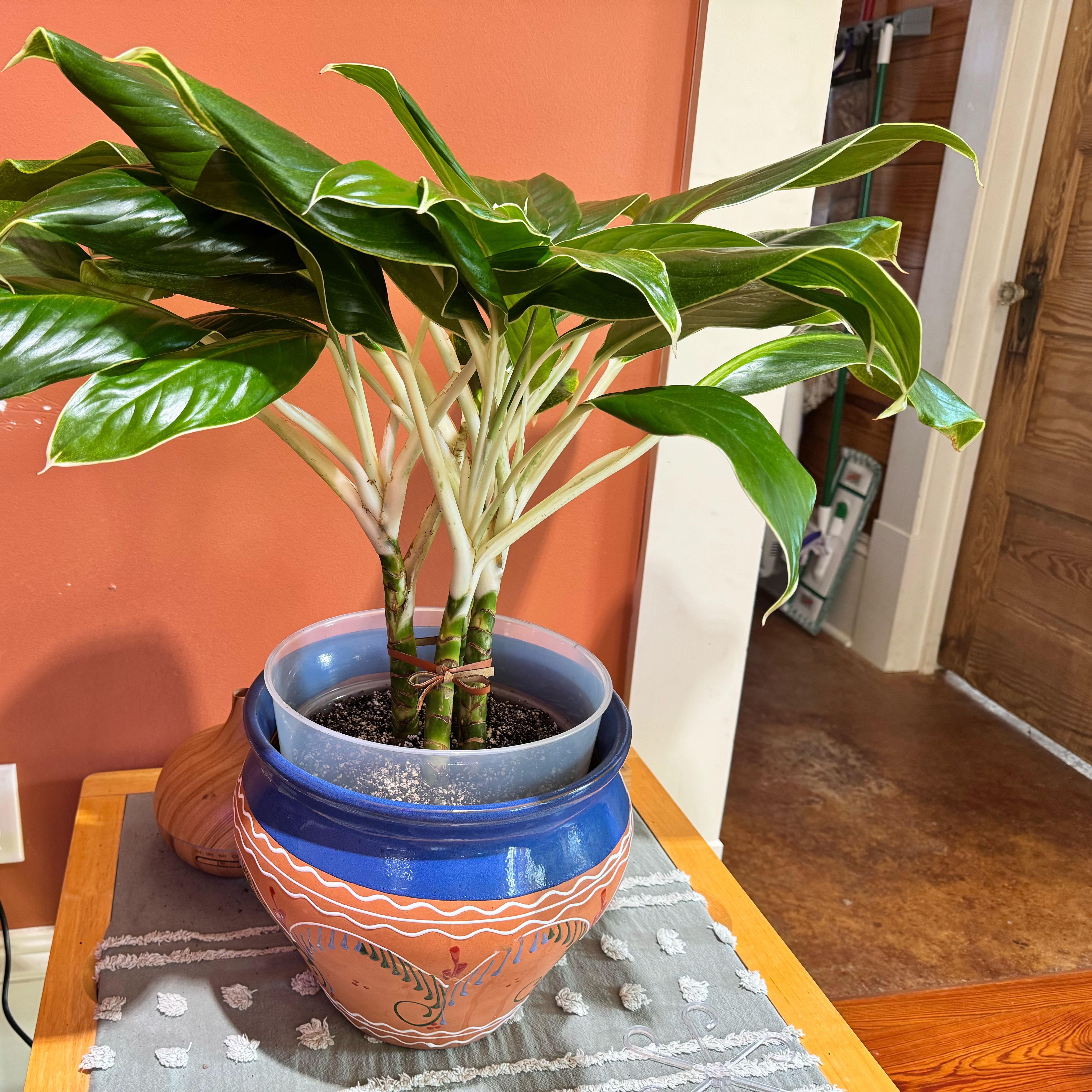 Photo of the plant species White Lightning by @ondrayuhwear named Navajo on Greg, the plant care app