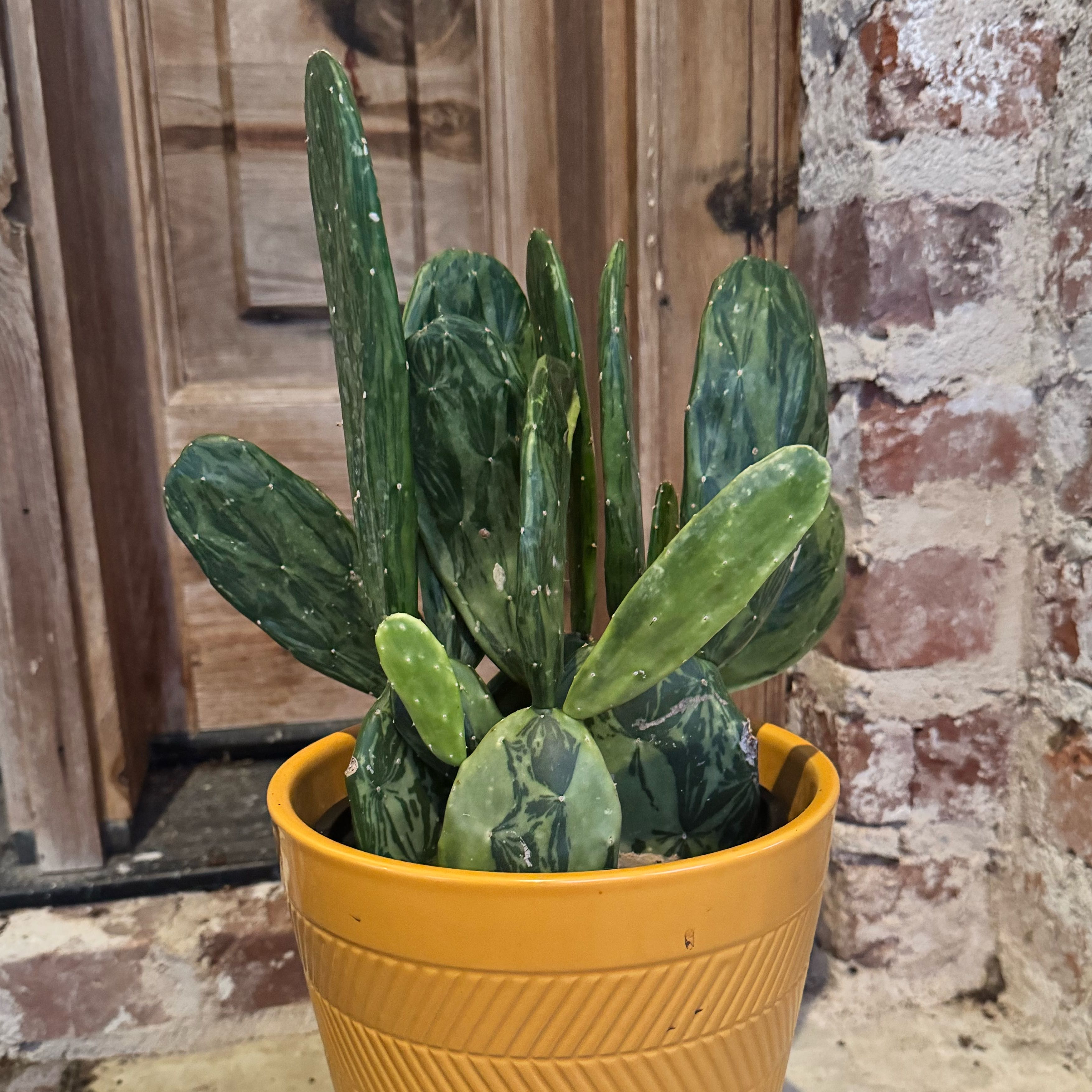 Photo of the plant species Variegated Prickly Pear Cactus by @ondrayuhwear named Terra on Greg, the plant care app