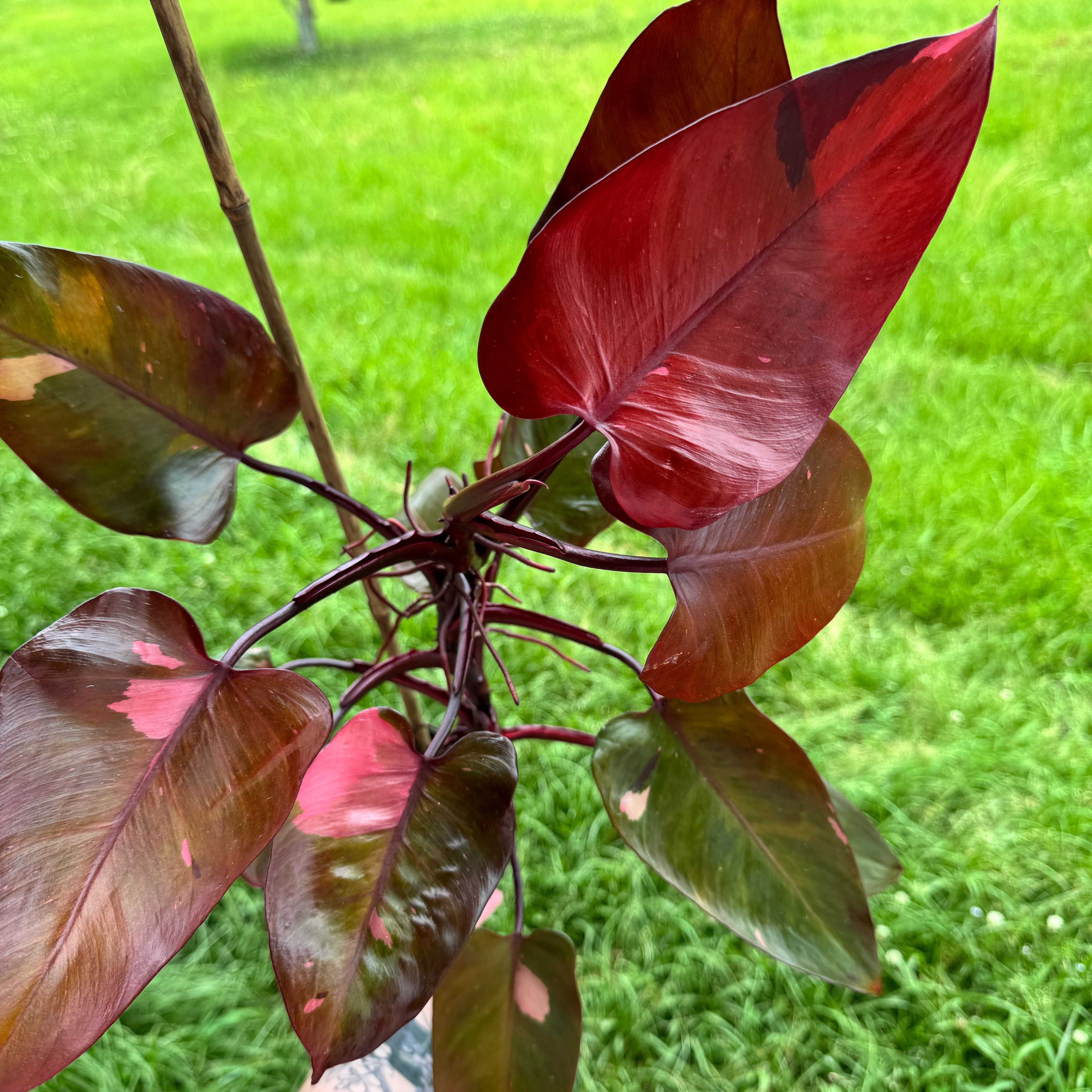Photo of the plant species Philodendron Persimmon Princess by @ondrayuhwear named Robert Plant on Greg, the plant care app