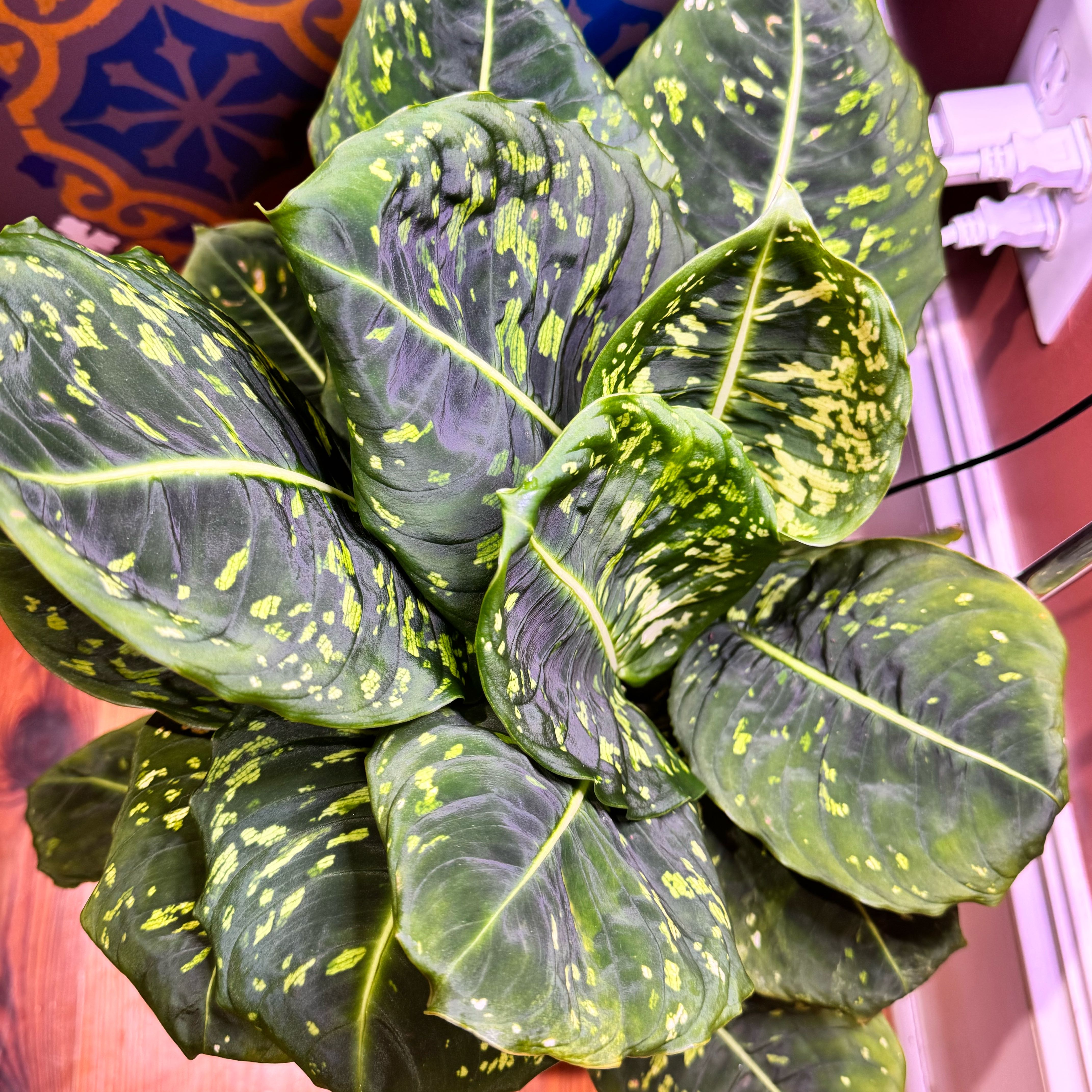 Photo of the plant species Diffenbachia reflector by @ondrayuhwear named Miley on Greg, the plant care app