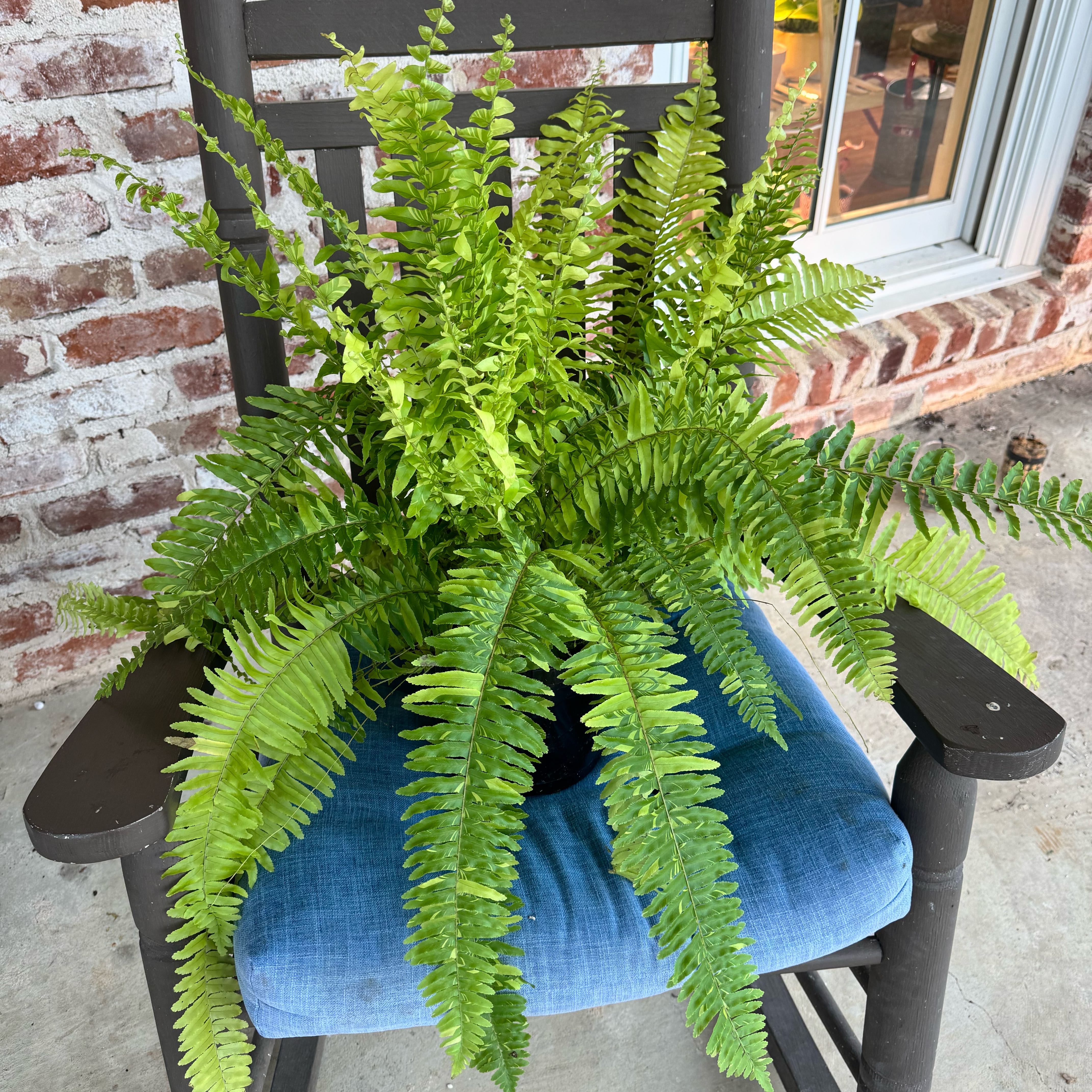 Photo of the plant species Tiger Fern by @ondrayuhwear named Taylor Swift on Greg, the plant care app